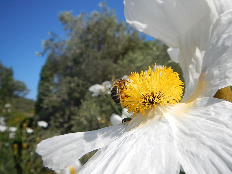 Bee, Flower, Nectar, Pollen, Corsica, fragility, petal, nature HD wallpaper