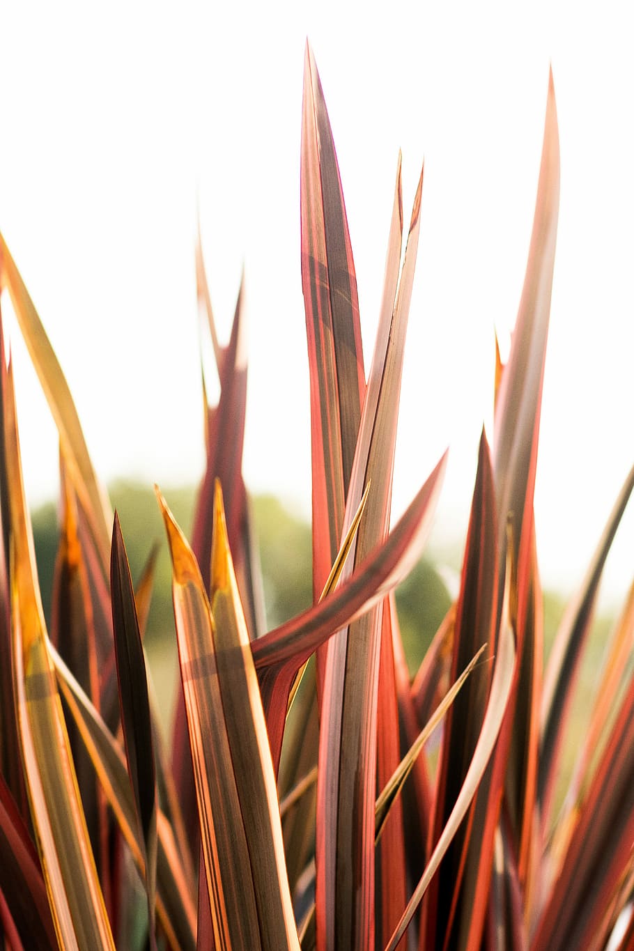 closeup photo of red leafed plant, closeup photo of red linear leafed plant HD wallpaper