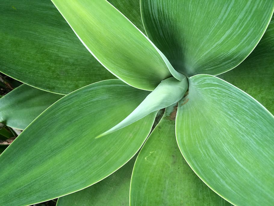 green, leaf, plant, texture, agave, green color, plant part HD wallpaper