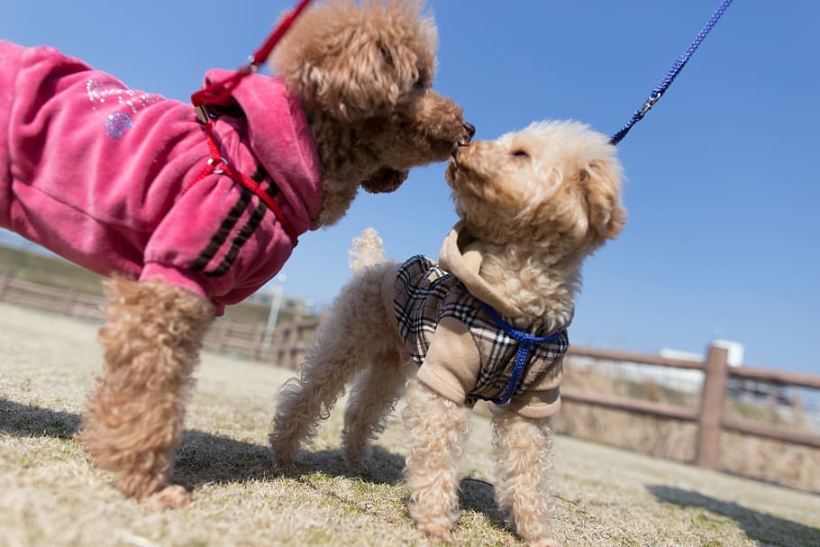 two toy Poodle dog standing on ground during daytime, animal