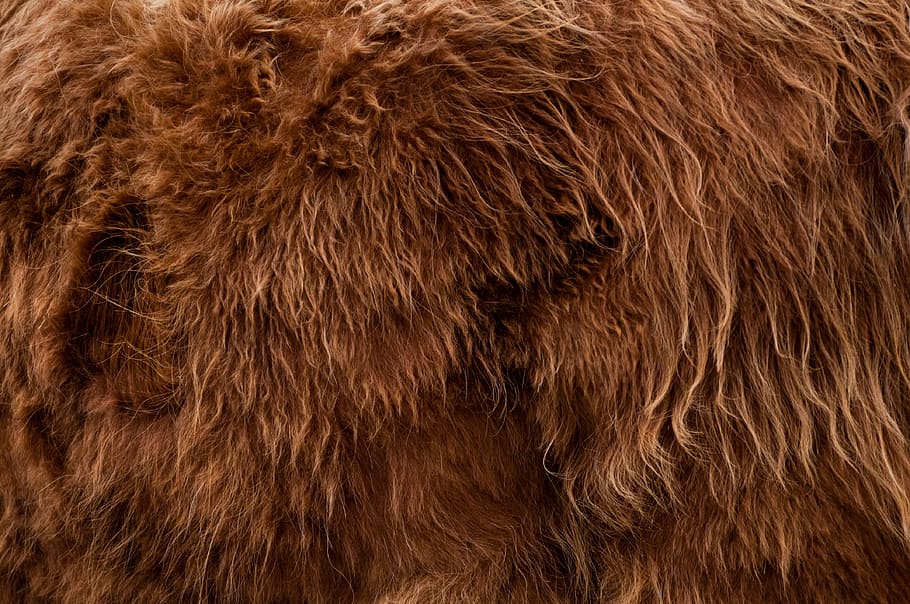 highlander, animal, fur, backdrop, background, brown, hairy, bigfoot, HD wallpaper