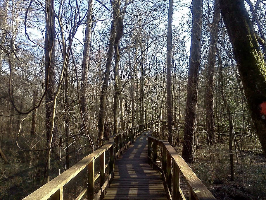 Trail, Park, Forest, Nature, Hiking, outdoor, travel, hike HD wallpaper