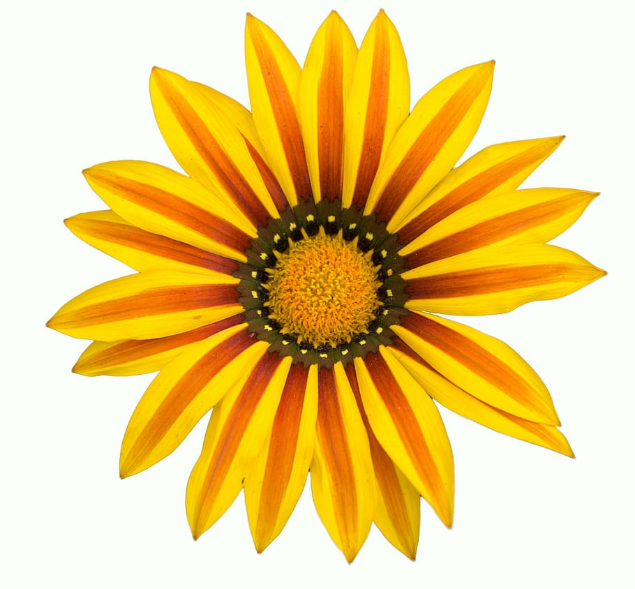 yellow, white background, flower, floral, nature, spring, plant HD wallpaper