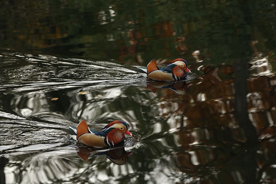 stuttgart, killesberg, duck, glory duck, bird, pond, lake, water HD wallpaper