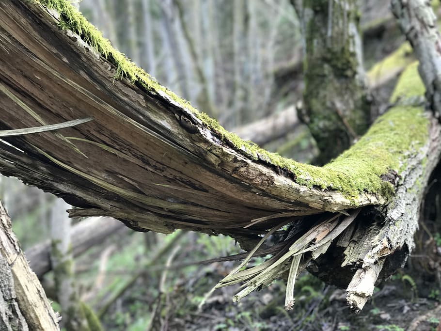 Spring, Wood, Tree, Forest, Nature, wooden, green, outdoor HD wallpaper