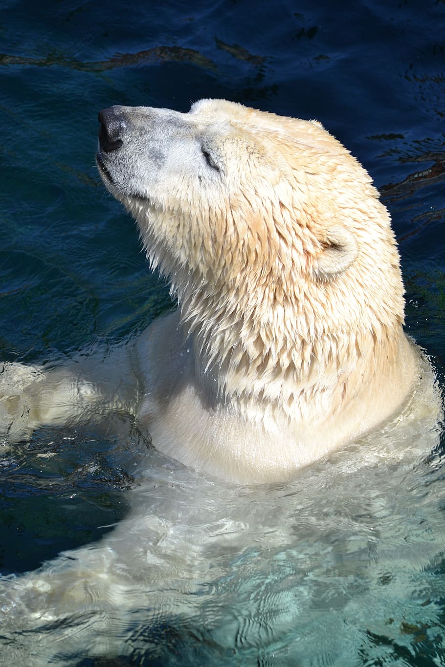 polar bear swimming during daytime, predator, one animal, animal wildlife HD wallpaper