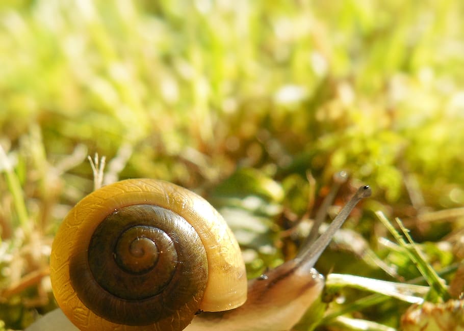 worm, conch, grass, garden, animal wildlife, animal themes HD wallpaper