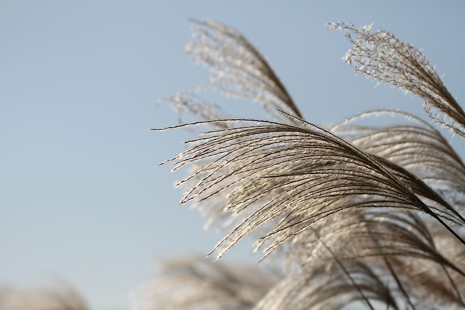 close-up photo of grass seeds during day, reed, autumn, silver grass HD wallpaper