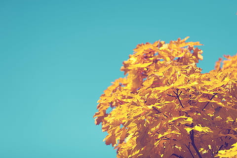 photo of yellow leaf tree, autumn, blue, sky, leaves, close-up HD wallpaper