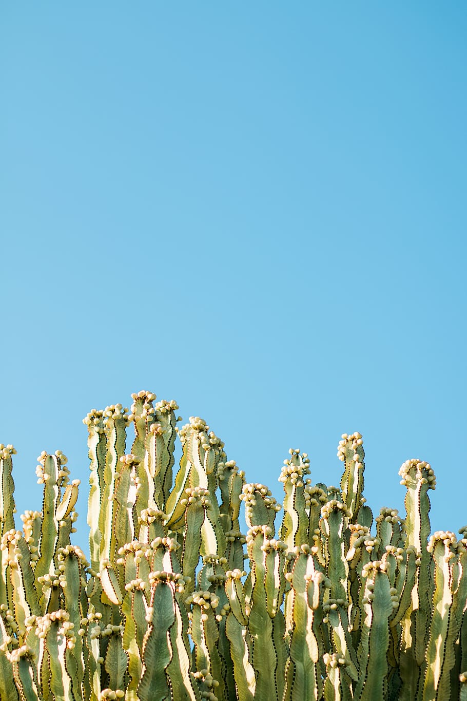 cacti, cactus, daylight, desert, flora, growth, nature, outdoors HD wallpaper