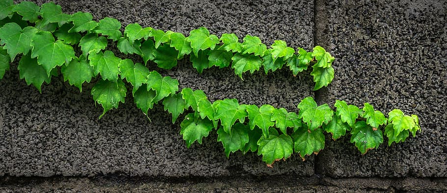 green plan on grey concrete surface, ivy, vine, the leaves, plants