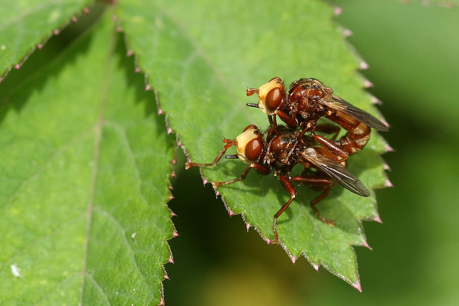 fly, sicus ferruginous, coupling, invertebrate, insect, animal themes HD wallpaper