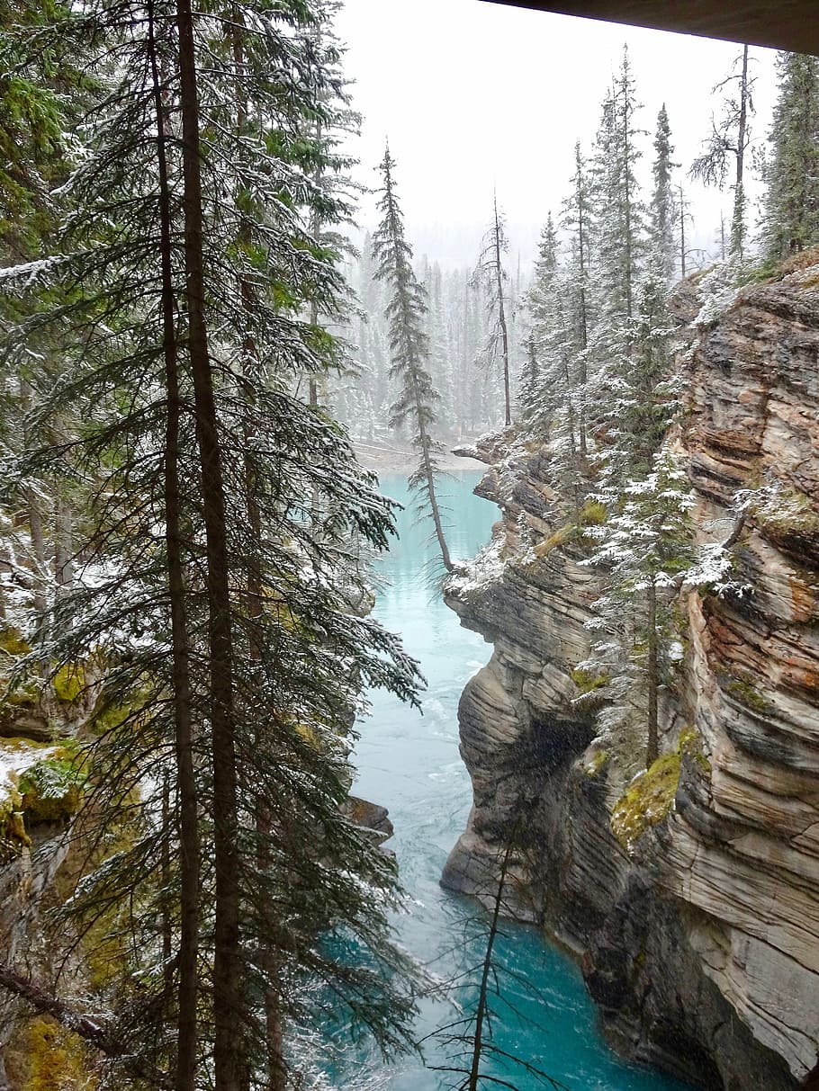 athabasca canyon, tree, edge, teetering, canada, nature, landscape HD wallpaper