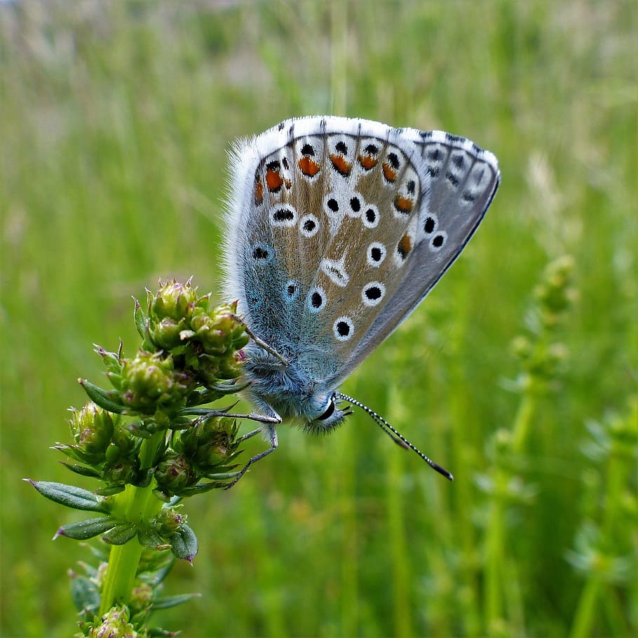 butterfly, nature, insect, summer, fauna, wing, forage, flower HD wallpaper