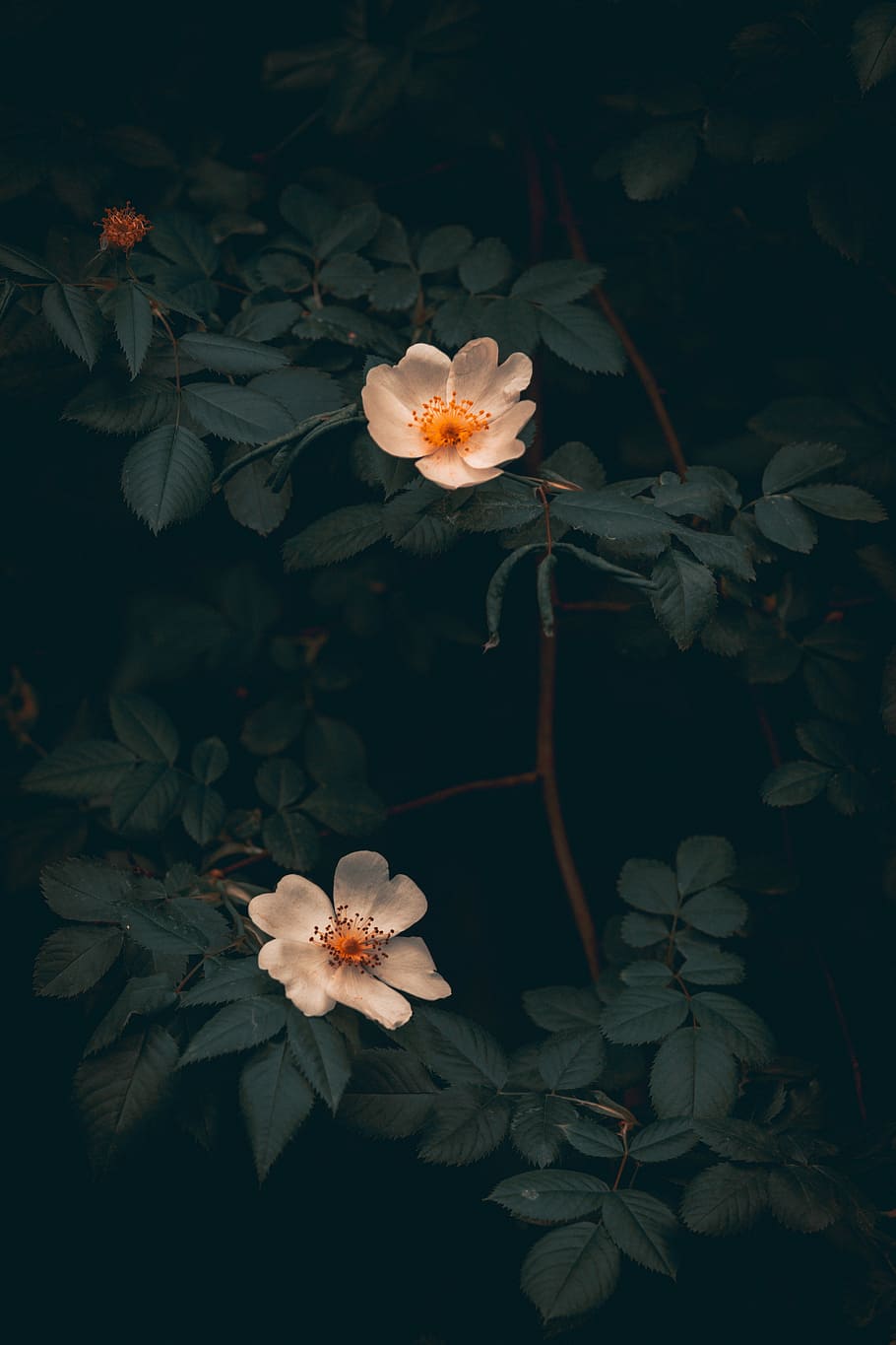two white flowers, closeup of white flowers, moody, natural, petal HD wallpaper