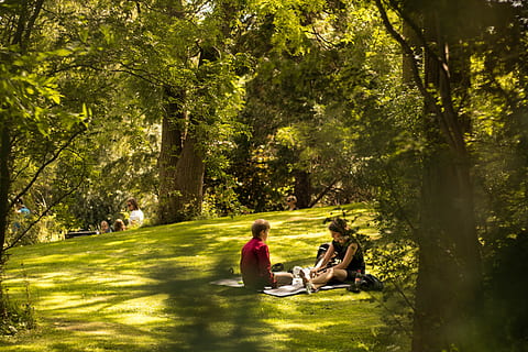 two people lying on grass with blanket surrounded by trees during daytime HD wallpaper