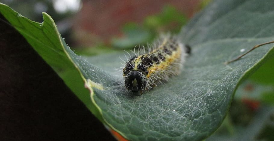 caterpillar, leaf, macro, nature, plant part, insect, animal themes HD wallpaper