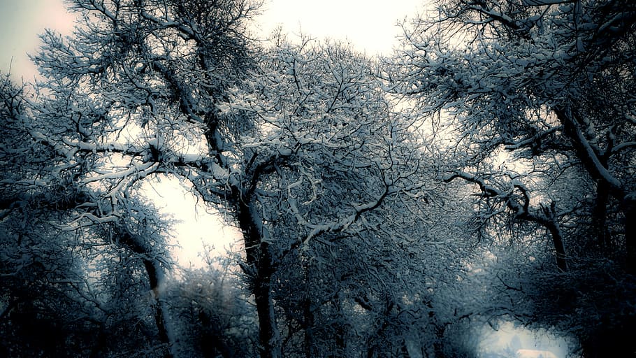 tree painting, withered, trees, photo, plant, nature, forest HD wallpaper