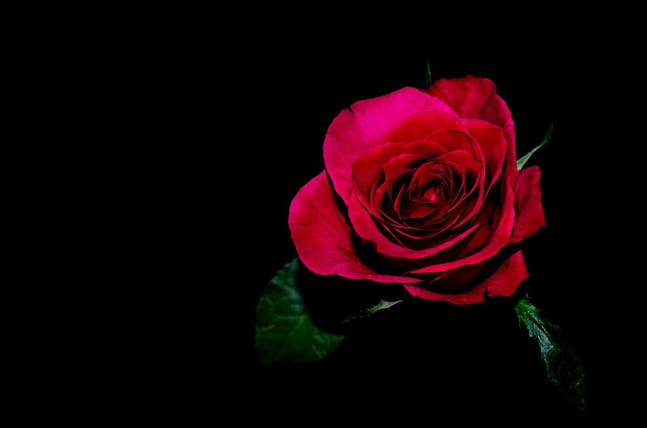 close-up photo of red rose flower, flowers, love, decoration, HD wallpaper