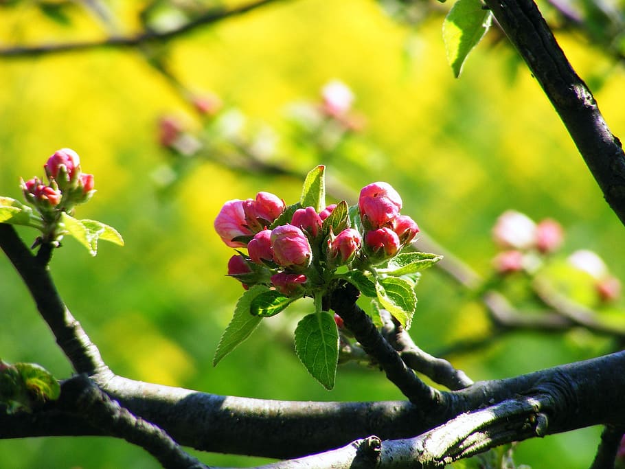 apple blossom, old country, york, stade, bloom, nature, lower saxony, HD wallpaper