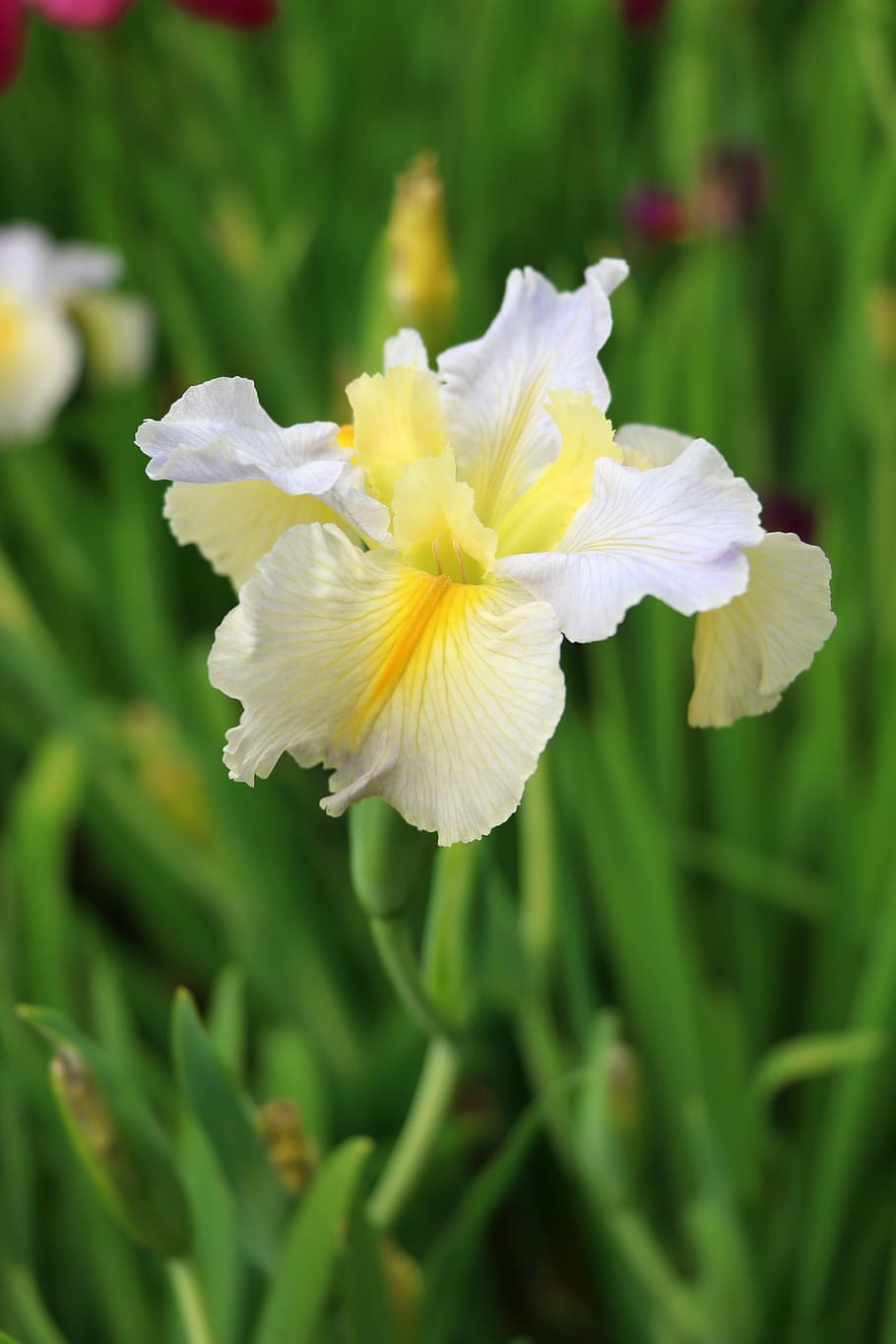 iris, garden, spring, flowering plant, vulnerability, fragility HD wallpaper