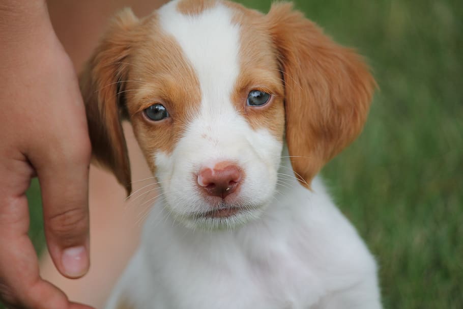 brittany, dog, puppy, canine, pet, breed, spaniel, adorable