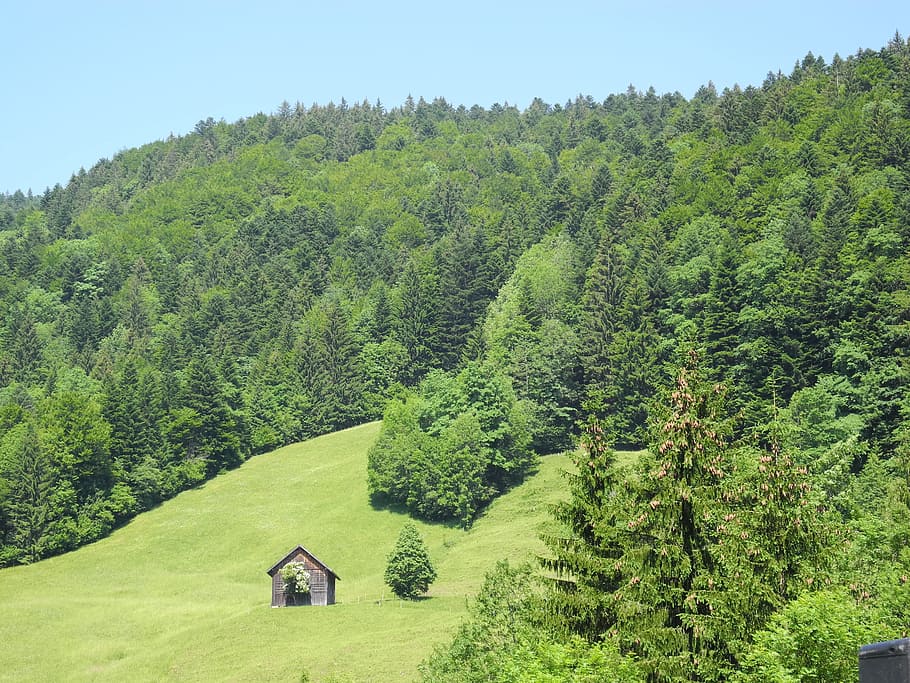 mountains, reported, alm, green color, plant, tree, growth HD wallpaper