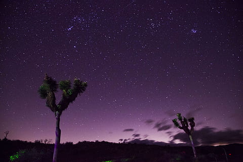 Two Trees Under Purple Sky, astronomy, backlit, dark, dawn, desert HD wallpaper