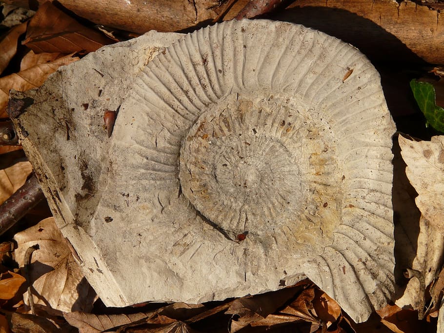 petrification, snail, shell, limestone, ammonit, fossil, wood - material HD wallpaper