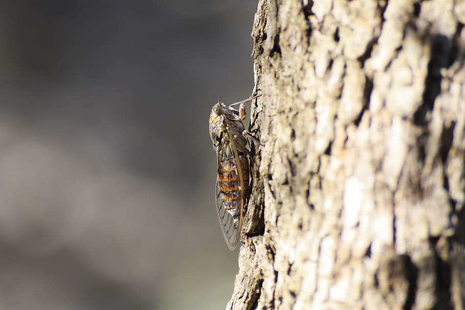 Cicadas, Tree, Corsican, Wild, Island, forest, day, no people HD wallpaper