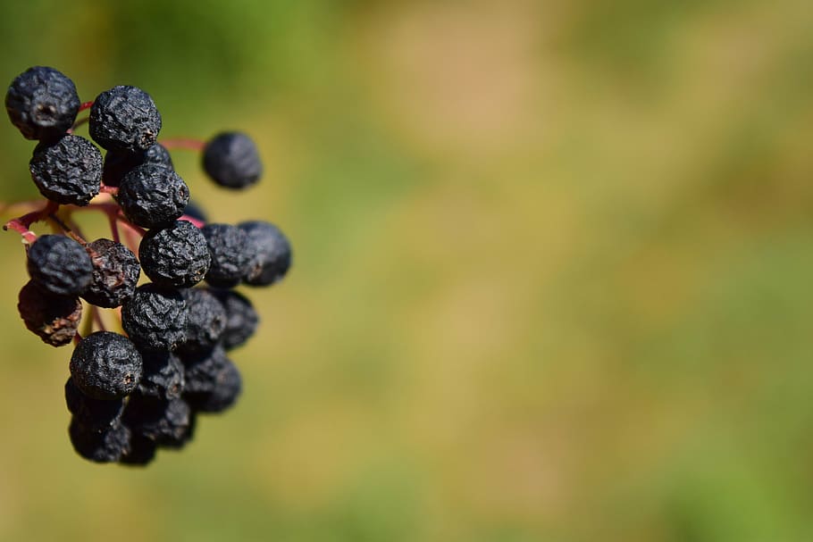 rowanberries, dry, nature, drought, close, blue, background HD wallpaper