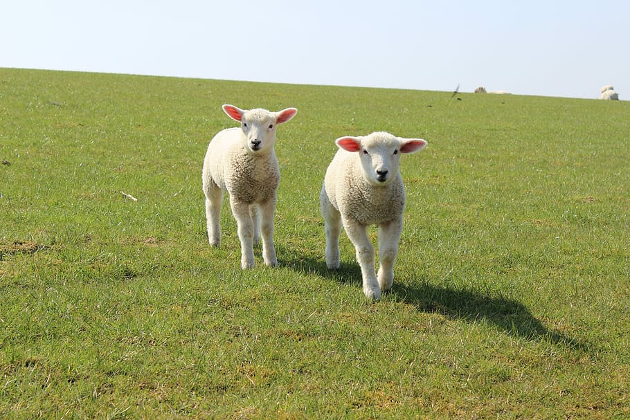 Lamb, Dike, Sheep, Nature, schäfchen, livestock, animal, friesland HD wallpaper