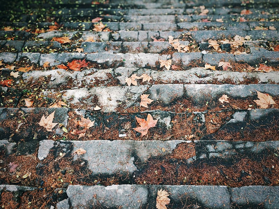 maple leaf on concrete stairs, closeup photo of gray staircase HD wallpaper