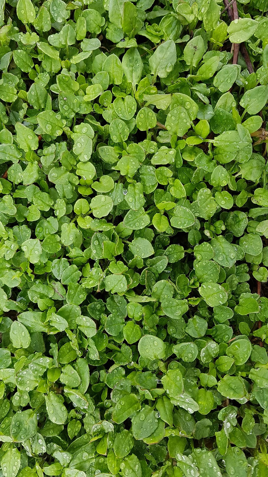nature, leaf, green, green color, full frame, backgrounds, growth HD wallpaper