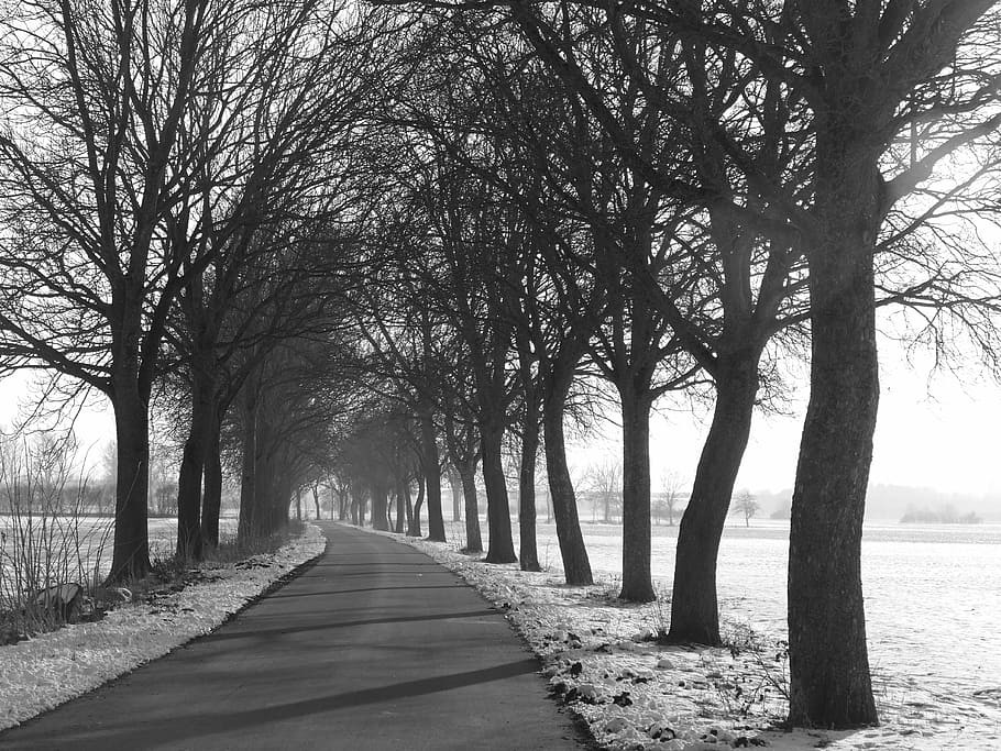 avenue, trees, road, nature, landscape, winter, cold, wintry HD wallpaper