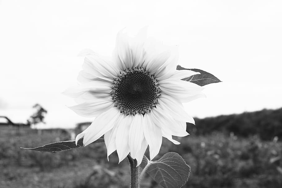 grayscale photograph of sunflower, grayscale photography of sunflower