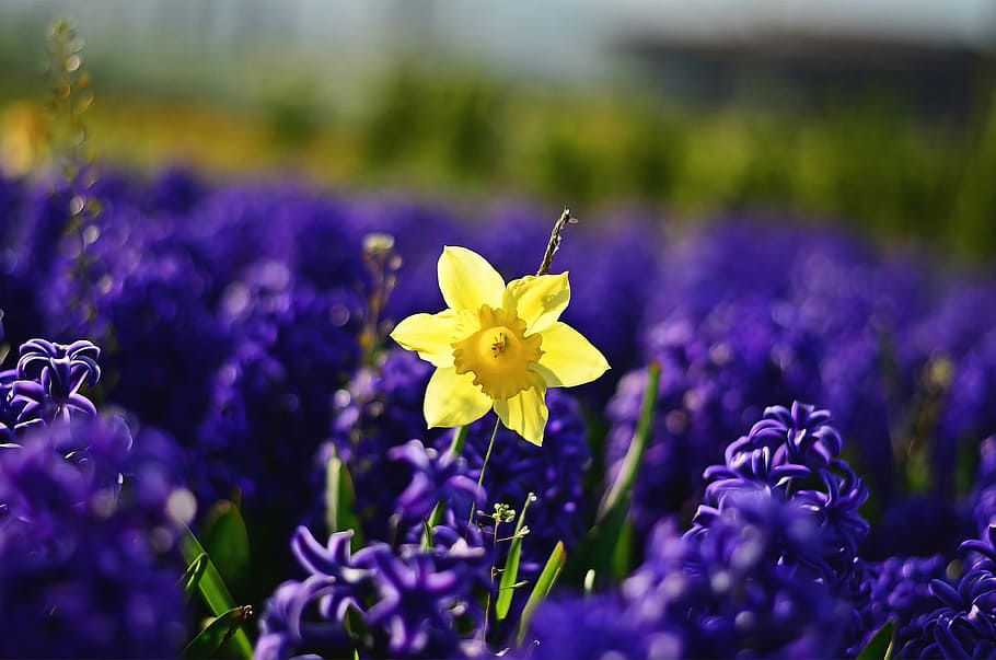 Hyacinth, Macro, Tulips, red, vivid color, nature, close-up HD wallpaper