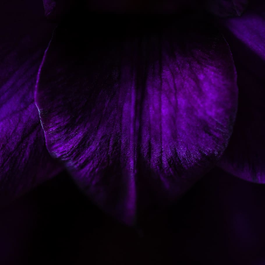 dark, night, violet, tree, woods, forest, purple, freshness HD wallpaper