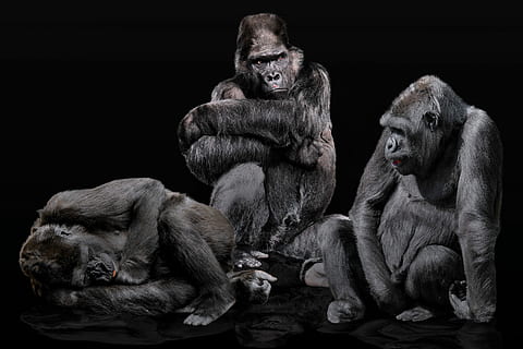 three black gorillas, animals, ape, primate, gorilla family HD wallpaper