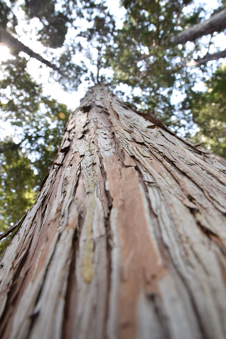 Tree, Wood, Nature, wood - material, tree trunk, low angle view HD wallpaper