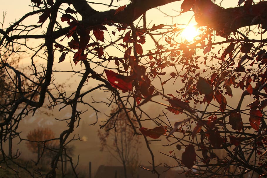 autumn, tree, sun, light, branches, plant, sky, nature, no people HD wallpaper
