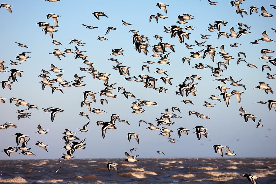 HD wallpaper: bird, flight, animal world, oystercatcher, north sea ...