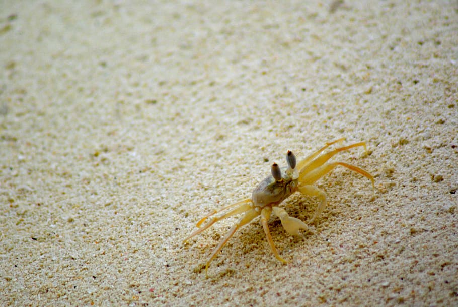 crab, sand, beach, mar, nature, animal, beautiful, life, sol HD wallpaper
