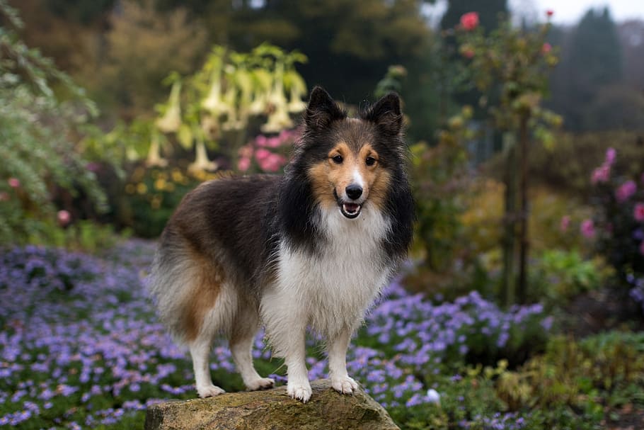 adult black and white Shetland sheepdog, sheltie, bitch, flowers HD wallpaper