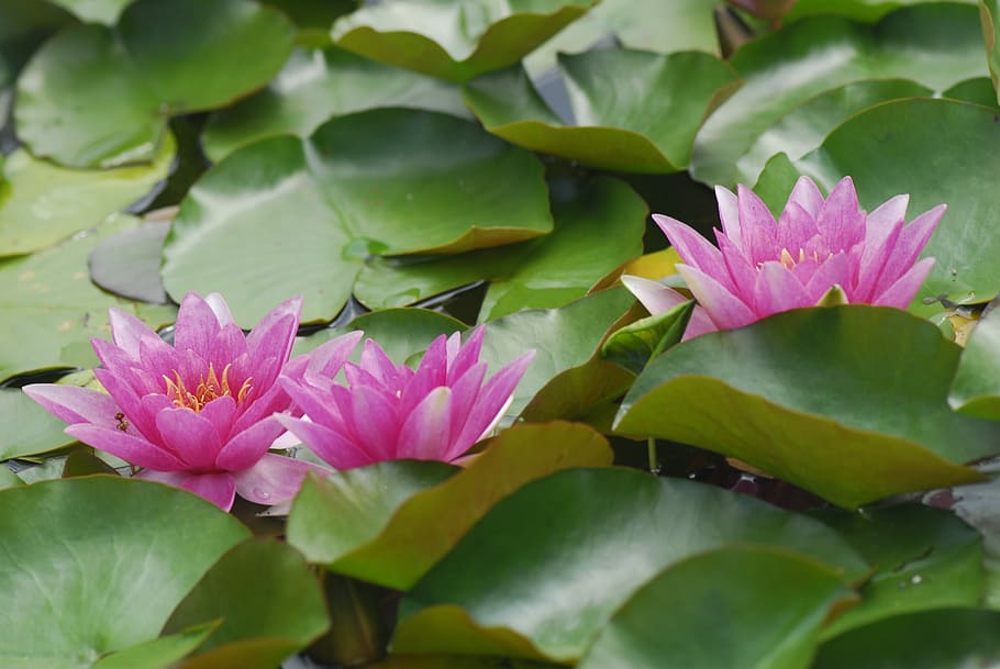 flower, plant, puddle, leaf, garden, water lilies, pink, plant part HD wallpaper
