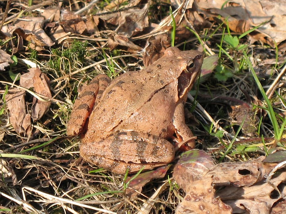 toad, ground toad, frog, brown, macro, biology, fauna, reptile HD wallpaper