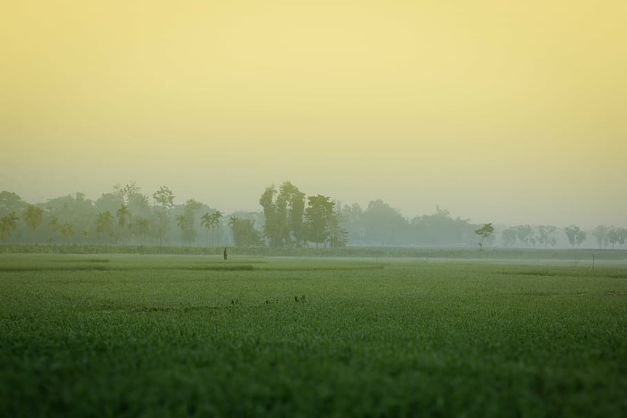 green grass field, winter morning, bangladesh, khagrachori, beautiful bangladesh, HD wallpaper