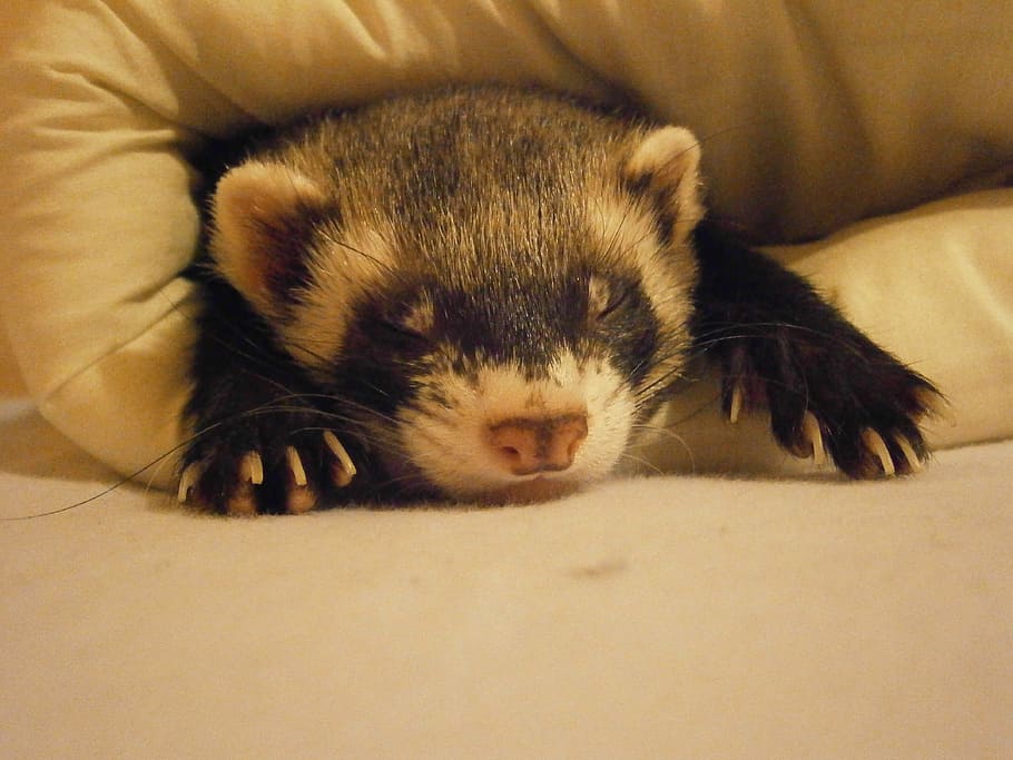 animal in comforter, Ferret, Relaxation, Tenderness, one animal HD wallpaper