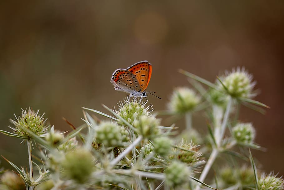 butterfly, red, rest, wings, insecta, invertebrate, plant, animal wildlife HD wallpaper