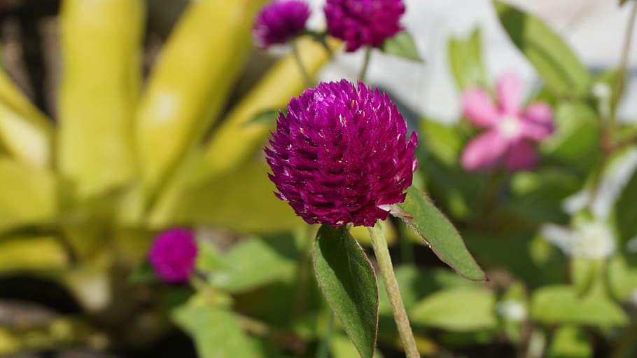 globe amaranth, bachelor button, flowers, flowering plant, beauty in nature HD wallpaper